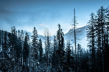 Winter, Nature, Trees, Mountains, Forest HD wallpaper