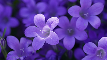 Violet Flowers Field Plants Sunlight Blur Background Flowers HD wallpaper