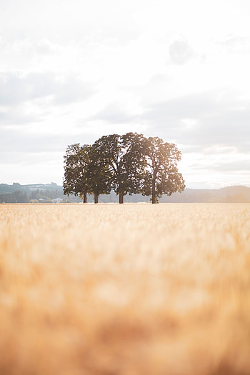 Landscape, Nature, Trees, Field, Sunlight HD phone wallpaper
