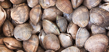 Shellfish species, Marine diversity, Natural habitat, Environmental significance HD wallpaper