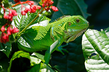 Animals, Flowers, Leaves, Lizard, Reptile, Iguana HD wallpaper