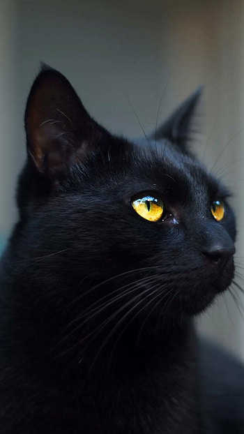 Black Cat, Kitty HD phone wallpaper