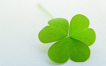 Macro, Sheet, Leaf, Form, Greens, Clover HD wallpaper