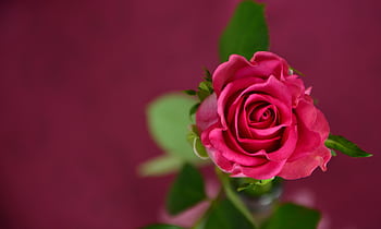 A vibrant pink rose captured in detail, perfect for romantic themes. HD wallpaper
