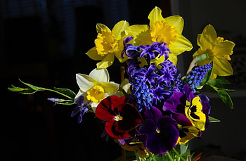 Flowers, Pansies, Narcissussi, Hyacinth, Greens, Bouquet, Composition, Muscari, Muskari HD wallpaper