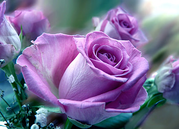 Flowers, Roses, Lilac, Close-Up, Bouquet, Purple HD wallpaper