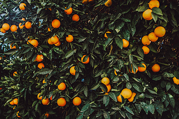 Nature, Bush, Plant, Fruit HD wallpaper