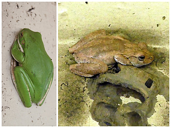 FROG COLLAGE, FROG, NATURE, COLLAGE HD wallpaper