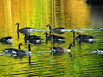 Canada Geese, flack, birds, canadian, bunch, water, lake, geese HD wallpaper