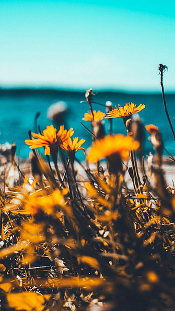 Trending, Flower HD phone wallpaper