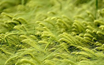 Cones, Wheat, Macro, Field, Spikelets HD wallpaper