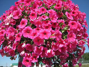 Flowers on a walking day 28, basket, pink, graphy, green, Flowers, Petunias HD wallpaper