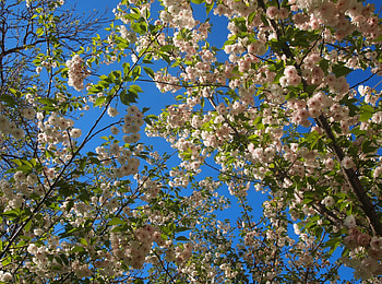 Flowers, Sky, Branches, Bloom, Flowering, Spring, Mood HD wallpaper