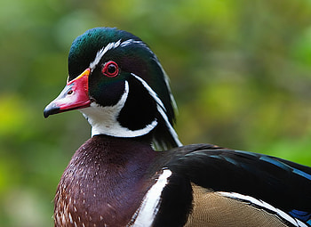 Duck rainbow, animal, duck, bird, nature, forest HD wallpaper