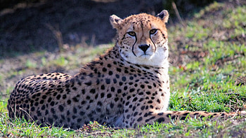 The Southeast African, Cheetah HD wallpaper