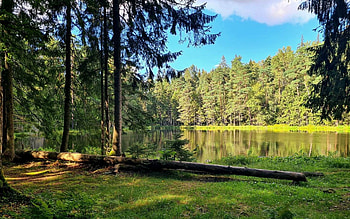 Forest Lake in Latvia, trees, Latvia, forest, lake HD wallpaper