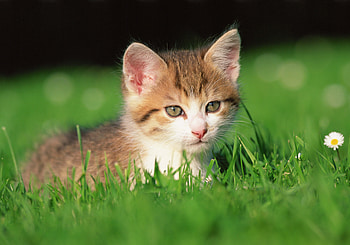 Animals, Flowers, Grass, Kitty, Kitten HD wallpaper