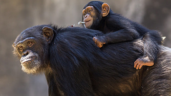 Chimpanzee portrait, Primate wonder, Animal HD wallpaper