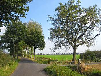 Road, graphy, grass, tree, abstract, field, fields, trees, view, nature HD wallpaper