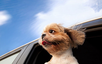 Animals, Dog, Traffic, Movement, Window HD wallpaper