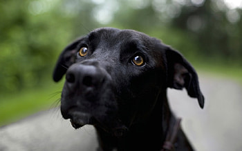 lonely only dog, dogs, animals HD wallpaper