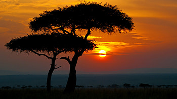 Sunset in Africa, Maasai Mara National Reserve, Narok County, Kenya, Windows 10 spotlight HD wallpaper