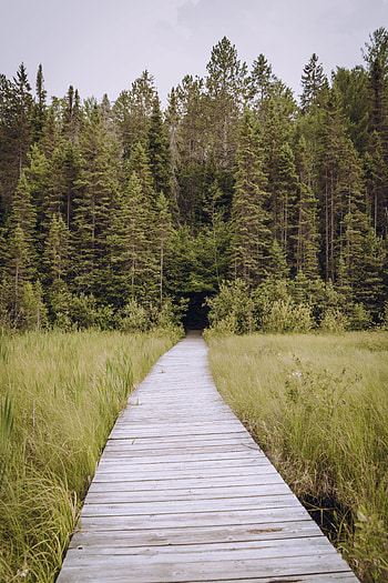 Nature, Trees, Grass, Fir, Spruce, Path HD phone wallpaper