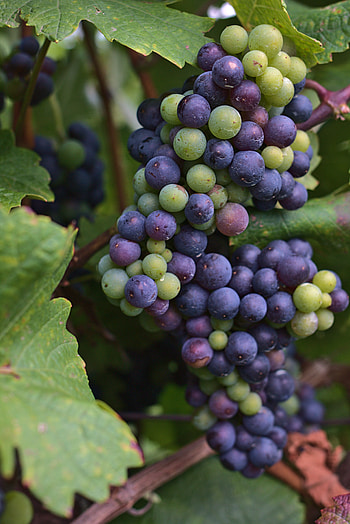 Grapes, Berries, Macro, Bunch HD phone wallpaper