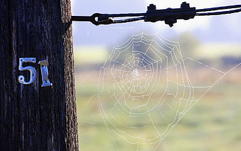 Nature, Web, Tron, Wood, Tree, Room, Number, 51 HD wallpaper