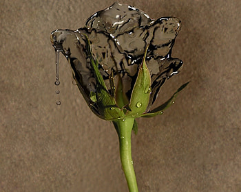 water rose, cg, abstract HD wallpaper