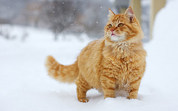 Animals, Cat, Fluffy, Stroll, Wool HD wallpaper