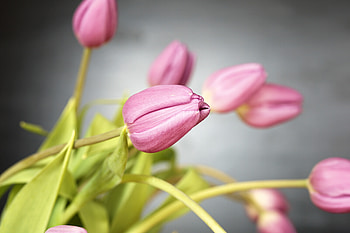 Flowers, Tulips, Bud HD wallpaper