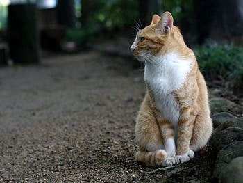 Animals, Sit, Cat, Spotted, Spotty, Stroll HD wallpaper