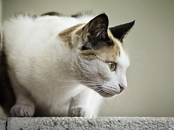 Pretty cat, animal, kitten, cat, feline HD wallpaper