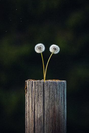 Nature, Dandelions, Plant, Wood, Wooden, Focus, Log HD phone wallpaper