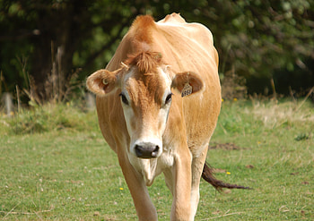 The Jersey, Cow HD wallpaper