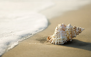 Triton's trumpet, Sea Shell HD wallpaper