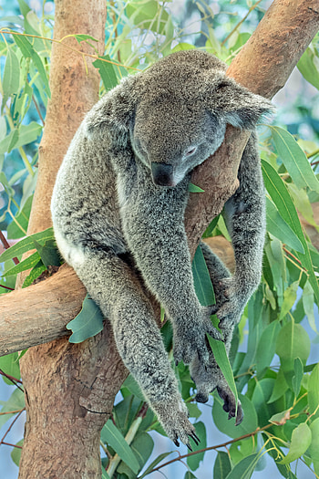 Animals, Wood, Tree, Grey, Animal, Dream, Sleep, Koala HD phone wallpaper
