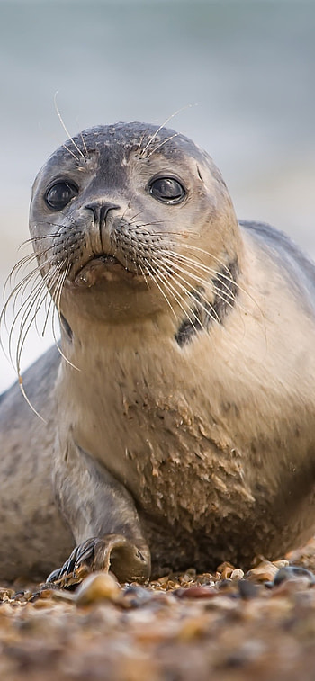 Coastal seal portrait, 12 pro , Perfect beach moment, Captivating subject HD phone wallpaper