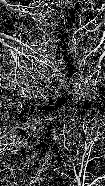 Trees, Sky, Night, Dark, Branches, Bw, Chb HD phone wallpaper