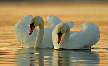 Swans, nature, reflection, water, pond HD wallpaper