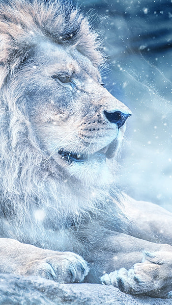 Blue Lion, Ice, Winter Background HD phone wallpaper