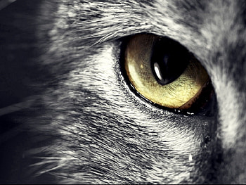 Cat, Animals, Muzzle, Eyes, Sight, Opinion HD wallpaper