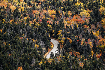Nature, Trees, Autumn, Road, Forest HD wallpaper