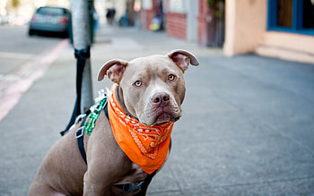 Animals, Dog, Muzzle, Leash, Bandana HD wallpaper