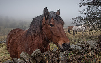 Horses, stone wall, animal, fog, horse HD wallpaper