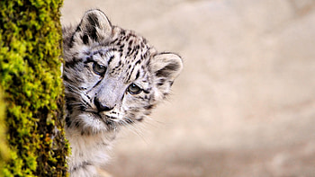Snow Leopard Young, snow-leopard, animals, predator HD wallpaper