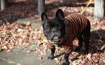 Animals, Dog, Leash, Street, French Bulldog HD wallpaper