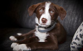 Animals, Dogs HD wallpaper