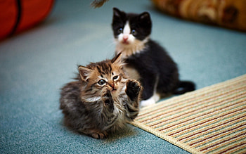 Animals, Couple, Pair, Playful, Cute, Kittens HD wallpaper